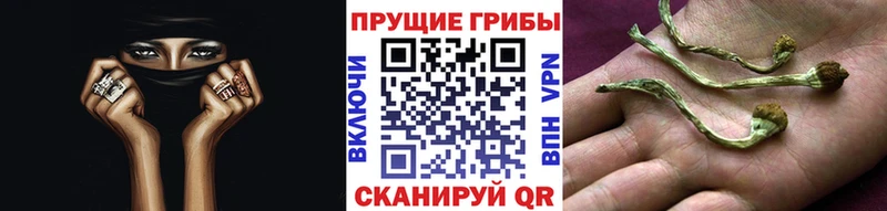купить   Калининск  Галлюциногенные грибы прущие грибы 
